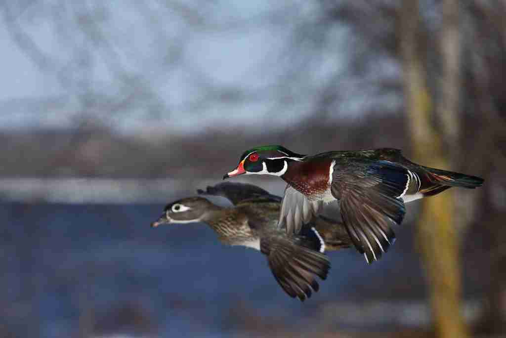 male and hen wood duck flying
