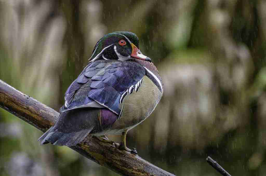 Wood duck on log in rain