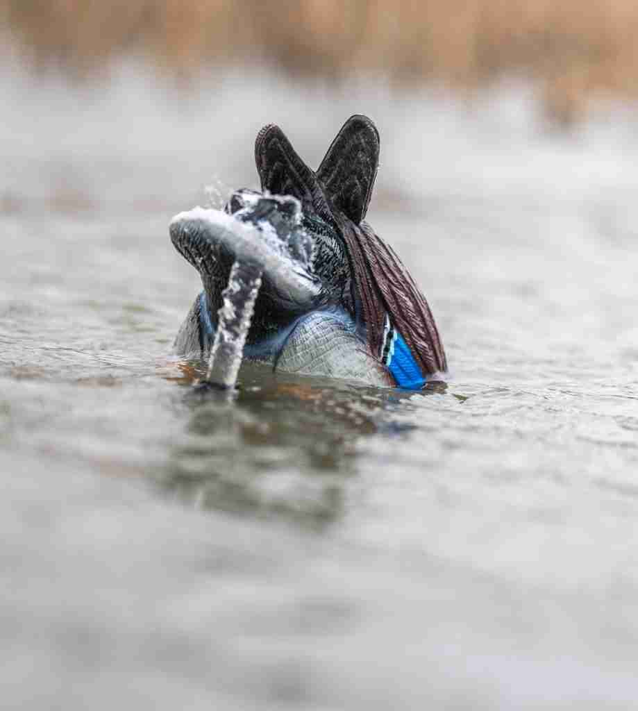 Motion Duck decoy splashing 
