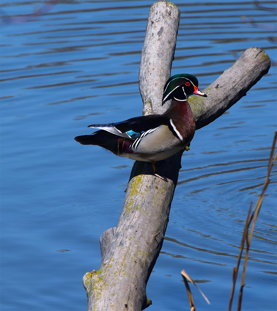 wood duck on log
