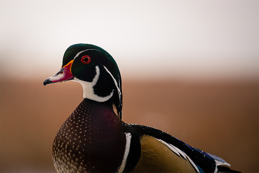 Woodie in feild