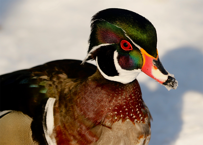 Wood duck in snow