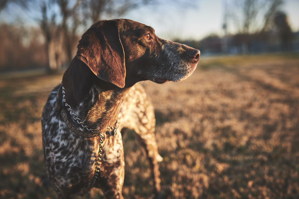 Duck hunting dog