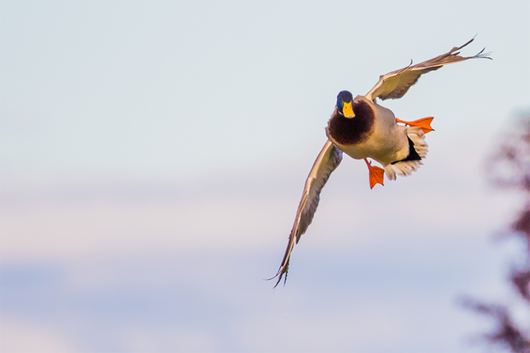 mallard duck Waterfowl flying