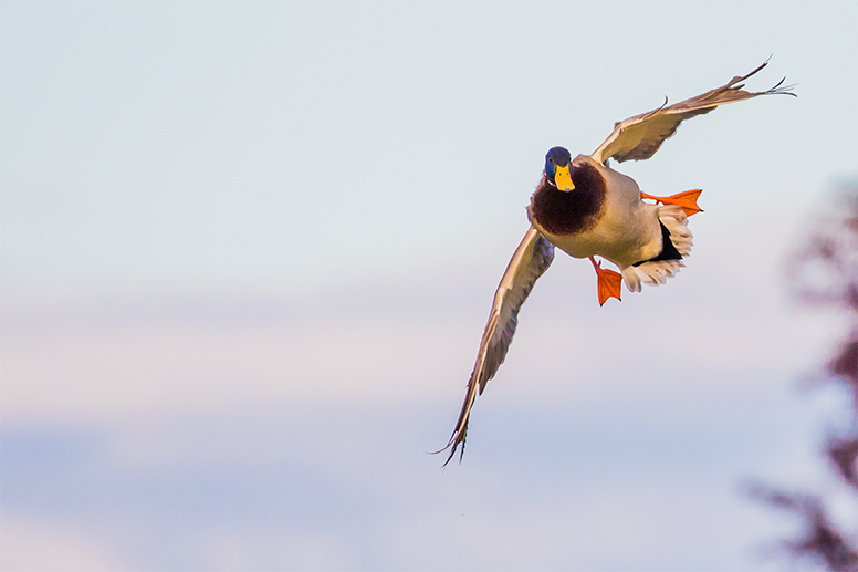 mallard duck Waterfowl flying