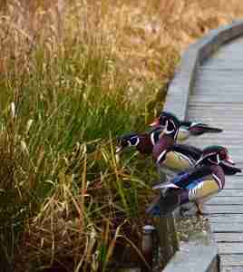 Wood ducks on walk way