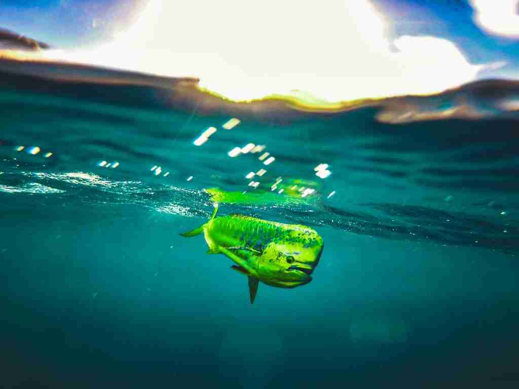 Mahi Mahi swimming in the ocean