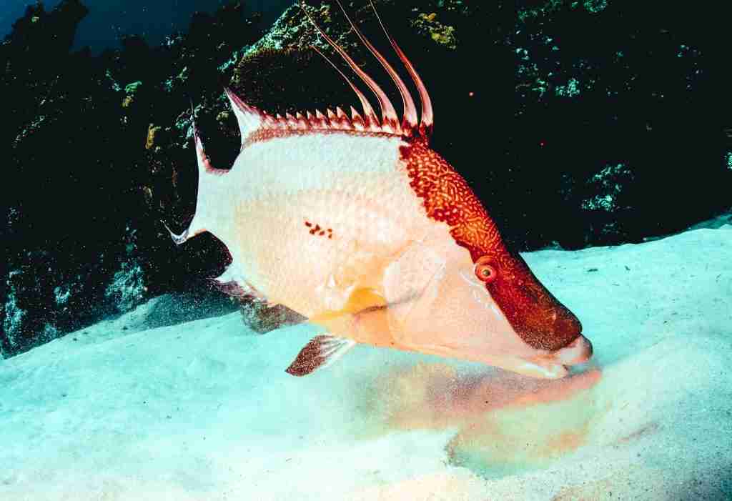 hogfish rooting in the sand for shrimp
