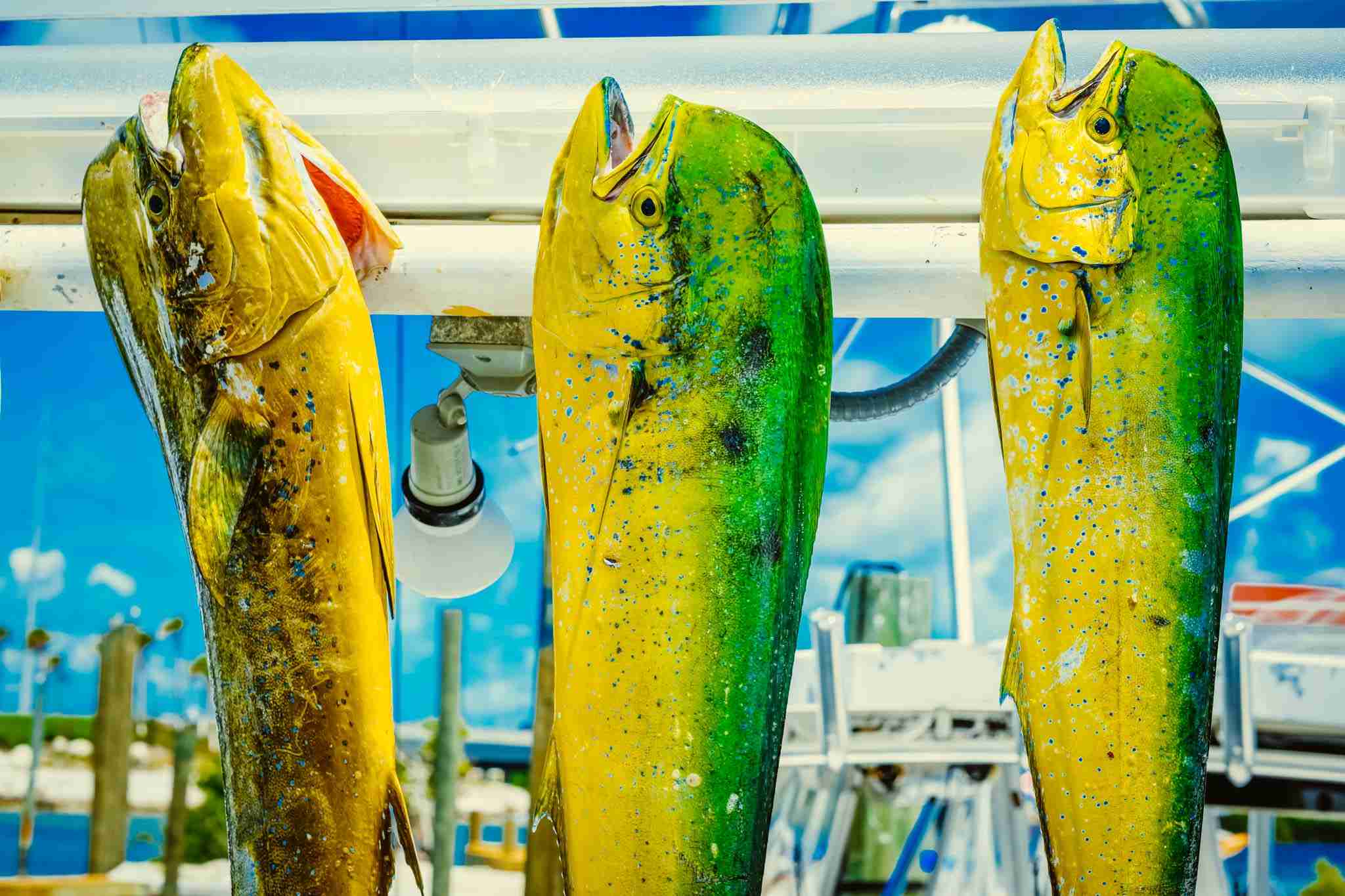 Mahi-mahi hanging 