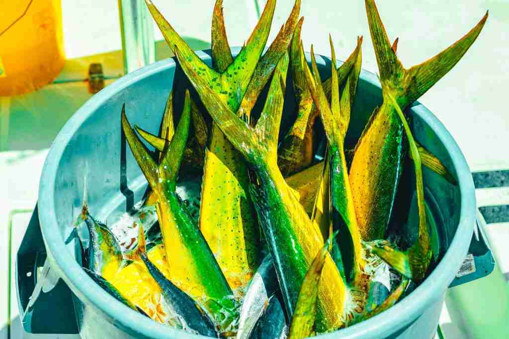 Mahi-Mahi on ice