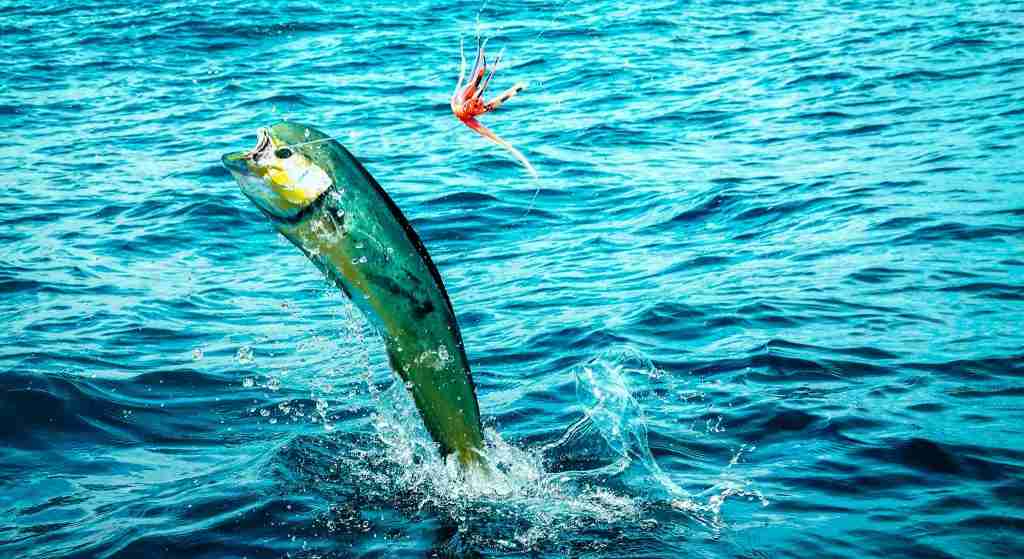 how to catch Mahi-mahi 