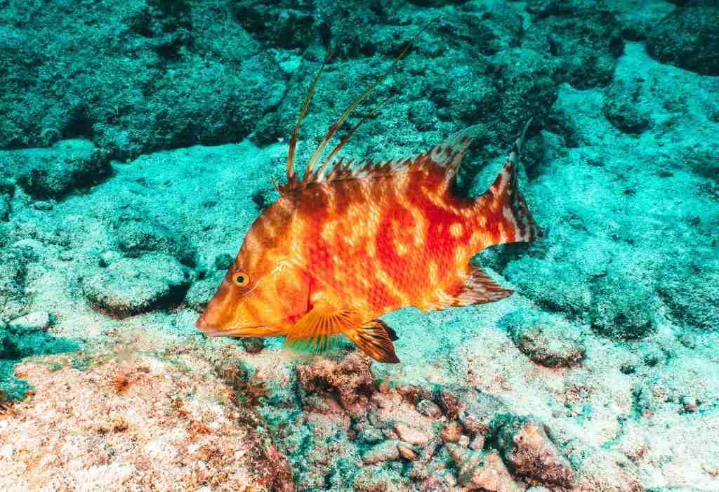 Hogfish in rocky coral reef