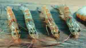 live shrimp bait