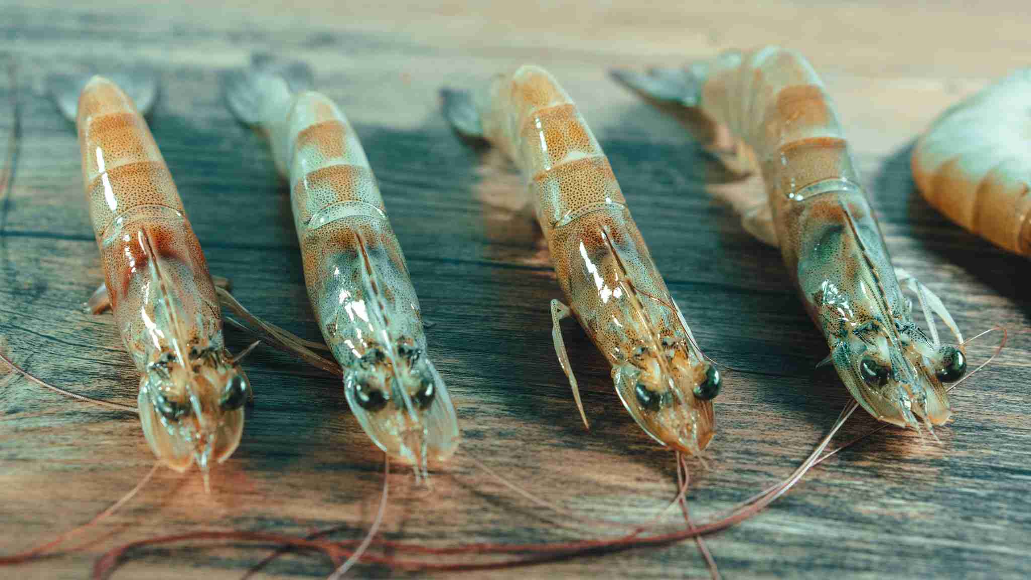 live shrimp bait