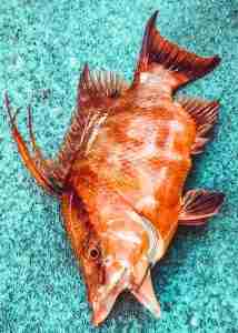 caught hogfish