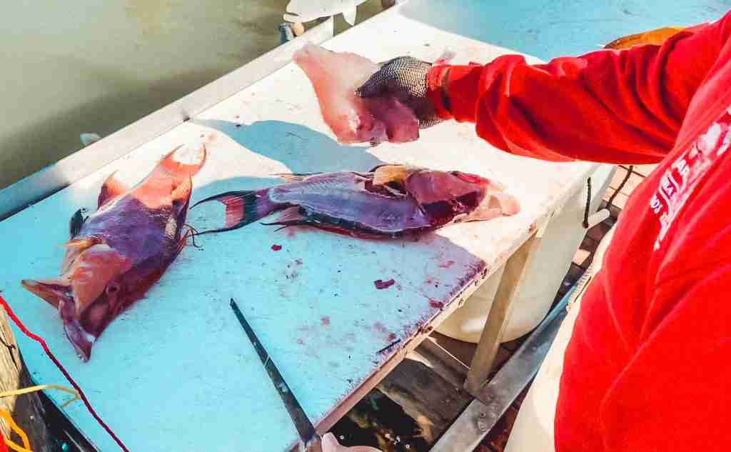 hogfish fillet