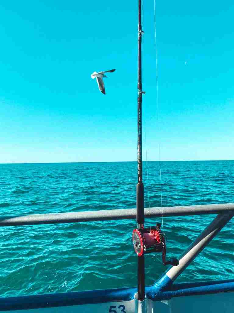fishing for hogfish with seagull