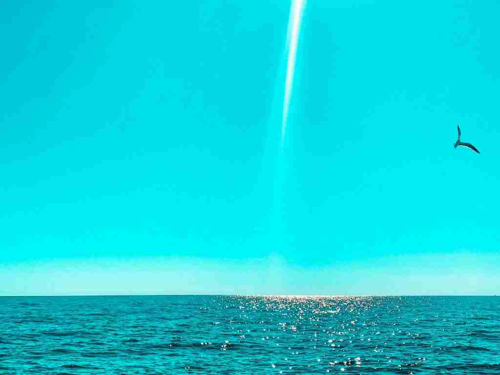 searching for hogfish