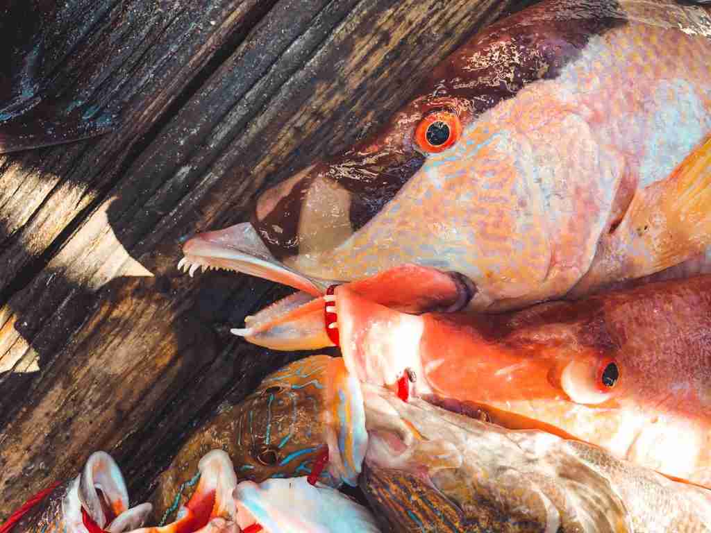 hogfish teeth