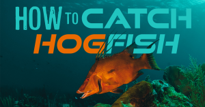 How to catch hogfish guide