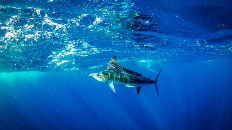 saltwater marlin in ocean