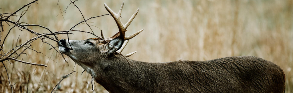 whitetail scrape 6