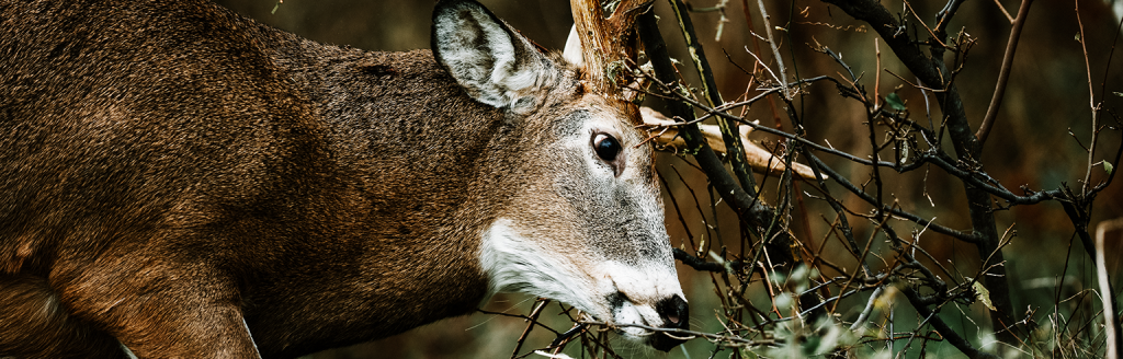 whitetail scraping tree