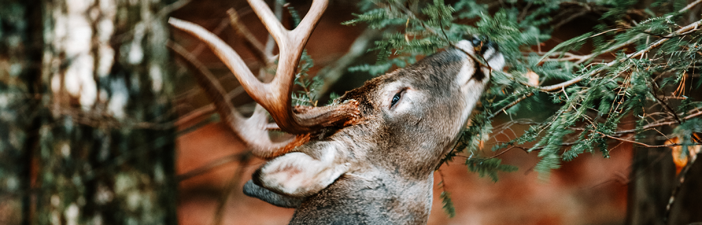 whitetail scraping 2