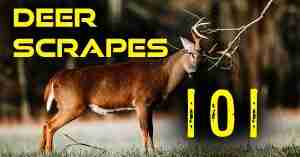 Whitetail Scrapes