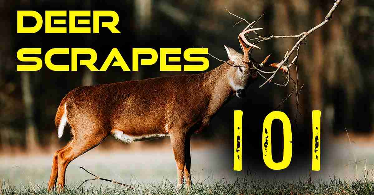 Whitetail Scrapes