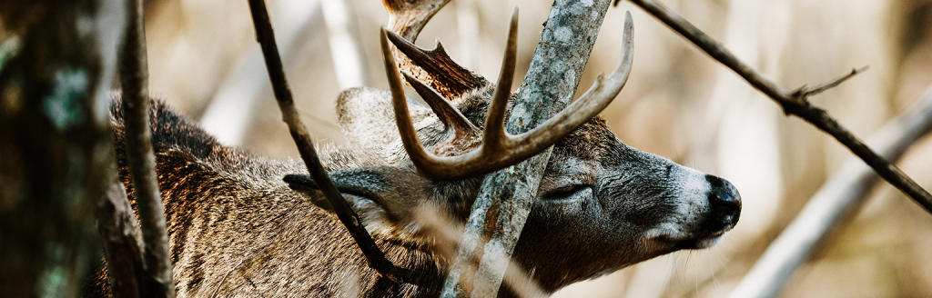 whitetail scrape 4