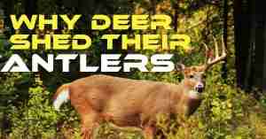 Why Deer Shed Their Antlers