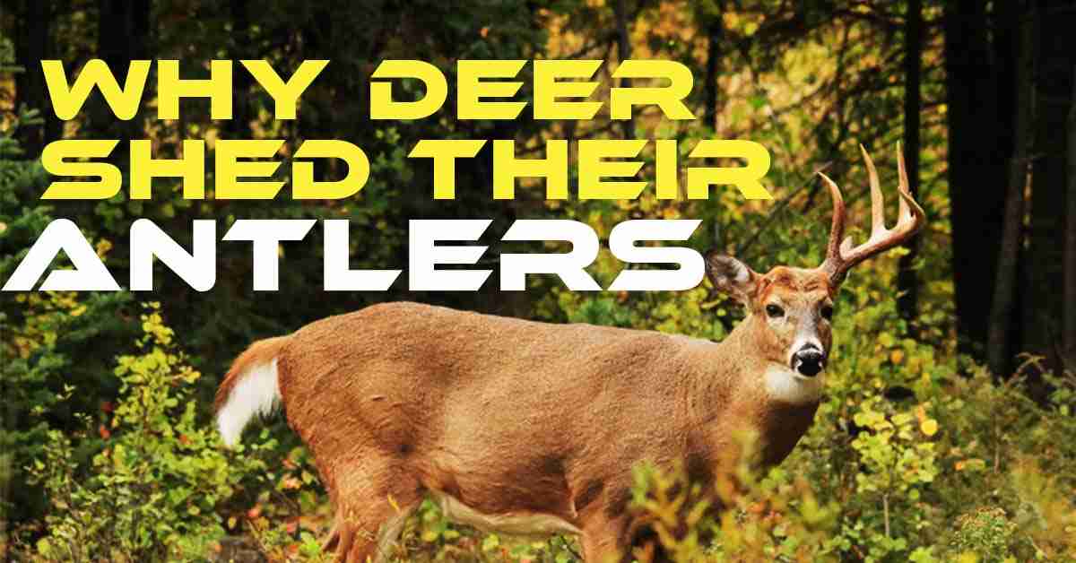 Why Deer Shed Their Antlers