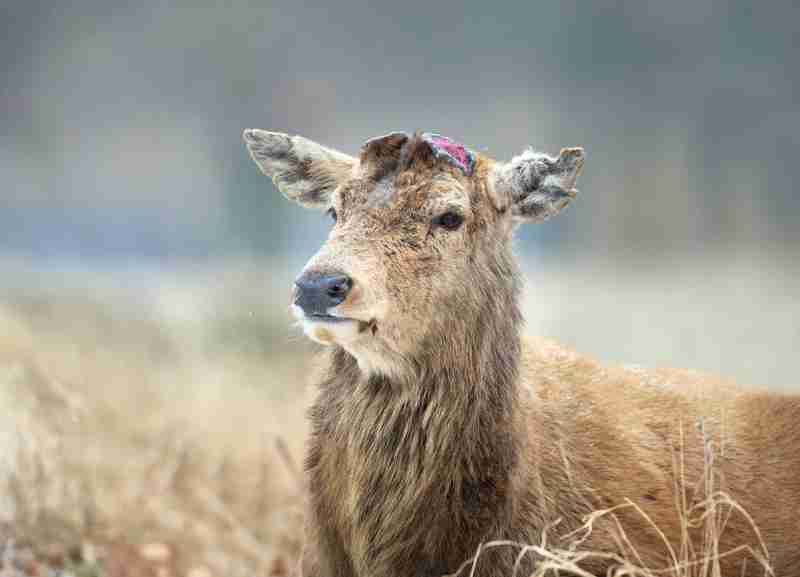 Deer Missing Antlers