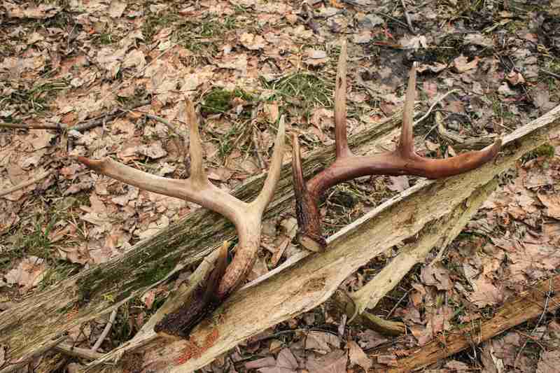 deer antler sheds