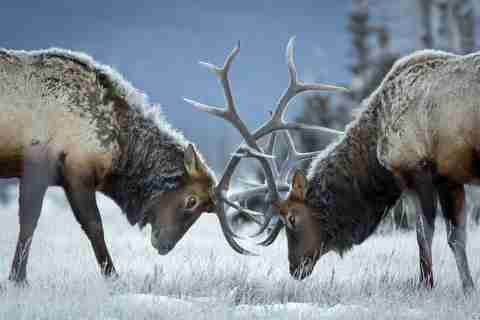 Elk Fighting