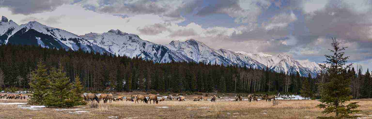 Elk eating at midday