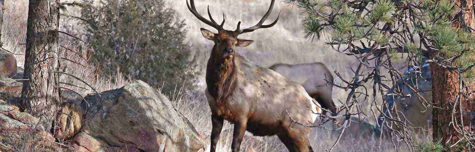 Elk standing tall on rock