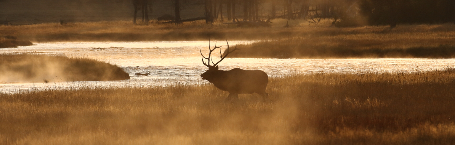 Elk near water in morning