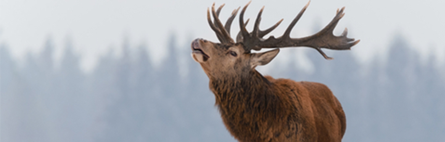 Elk walking in snow