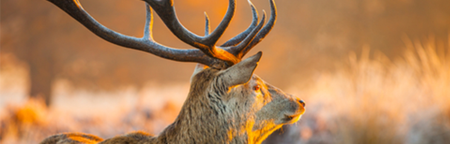 Elk Looking into Sunrise