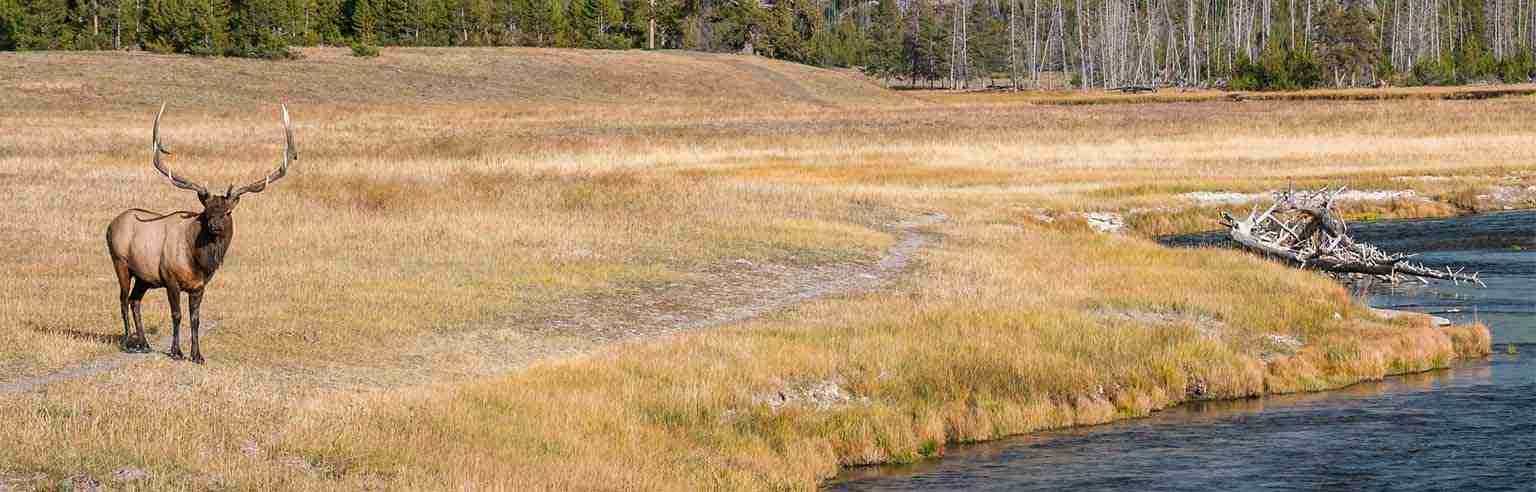 Elk near water source