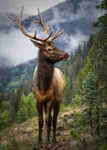 Elk looking around bush