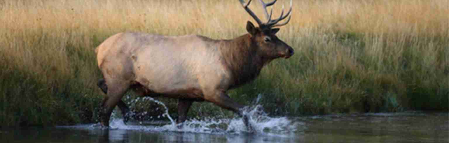 Elk walking through water