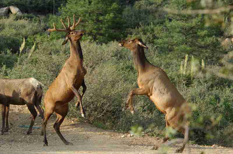 bull elks fighting