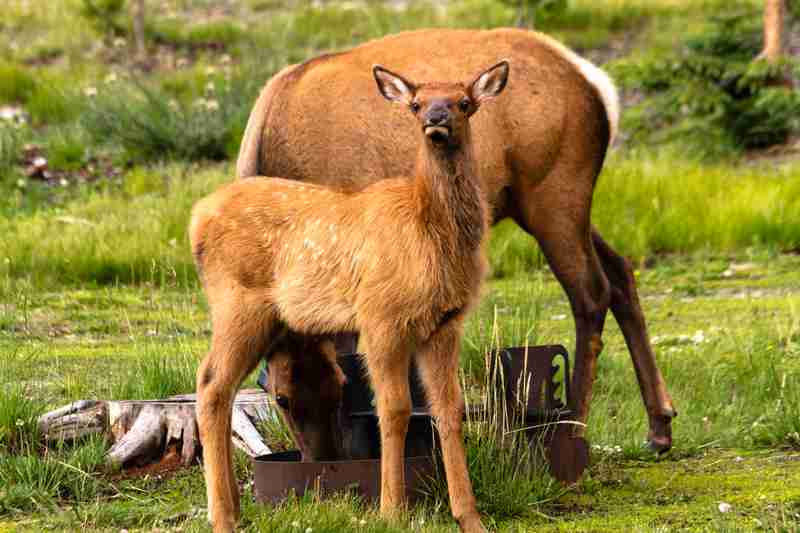 elk calf being cute