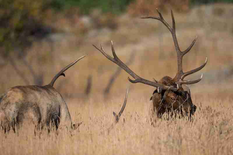 bull elk mad