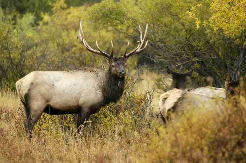 bull elk staring